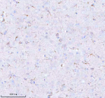 Immunohistochemical staining of STRBP using anti-STRBP antibody. STRBP was detected in a paraffin-embedded section of rat brain tissue. Heat mediated antigen retrieval was performed in EDTA buffer (pH 8.0, epitope retrieval solution). The tissue section was blocked with 10% goat serum. The tissue section was then incubated with 2 ug/ml rabbit anti-STRBP antibody overnight at 4oC. Peroxidase Conjugated Goat Anti-rabbit IgG was used as secondary antibody and incubated for 30 minutes at 37oC. The tissue section was developed using an HRP secondary and DAB substrate.