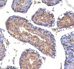 Immunohistochemical staining of NAXE using anti-NAXE antibody. NAXE was detected in a paraffin-embedded section of mouse testis tissue. Heat mediated antigen retrieval was performed in EDTA buffer (pH 8.0, epitope retrieval solution). The tissue section was blocked with 10% goat serum. The tissue section was then incubated with 2 ug/ml rabbit anti-NAXE antibody overnight at 4oC. Peroxidase Conjugated Goat Anti-rabbit IgG was used as secondary antibody and incubated for 30 minutes at 37oC. The tissue section was developed using an HRP secondary and DAB substrate.
