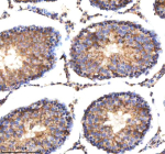 Immunohistochemical staining of NAXE using anti-NAXE antibody. NAXE was detected in a paraffin-embedded section of rat testis tissue. Heat mediated antigen retrieval was performed in EDTA buffer (pH 8.0, epitope retrieval solution). The tissue section was blocked with 10% goat serum. The tissue section was then incubated with 2 ug/ml rabbit anti-NAXE antibody overnight at 4oC. Peroxidase Conjugated Goat Anti-rabbit IgG was used as secondary antibody and incubated for 30 minutes at 37oC. The tissue section was developed using an HRP secondary and DAB substrate.