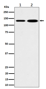 Western blot analysis of MYO1B expression in (1) human 293 cell lysate; (2) mouse heart lysate. Predicted molecular weight: ~125 kDa.