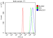 Flow cytometry analysis of fixed and permeabilized human 293T cells with MALSU1 antibody at 1ug/million cells (blocked with goat sera); Red=cells alone, Green=isotype control, Blue= MALSU1 antibody.