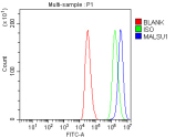 Flow cytometry analysis of fixed and permeabilized human HepG2 cells with MALSU1 antibody at 1ug/million cells (blocked with goat sera); Red=cells alone, Green=isotype control, Blue= MALSU1 antibody.