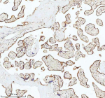 Immunohistochemical staining of MALSU1 using anti-MALSU1 antibody. MALSU1 was detected in a paraffin-embedded section of human placenta tissue. Heat mediated antigen retrieval was performed in EDTA buffer (pH 8.0, epitope retrieval solution). The tissue section was blocked with 10% goat serum. The tissue section was then incubated with 2 ug/ml rabbit anti-MALSU1 antibody overnight at 4oC. Peroxidase Conjugated Goat Anti-rabbit IgG was used as secondary antibody and incubated for 30 minutes at 37oC. The tissue section was developed using an HRP secondary and DAB substrate.