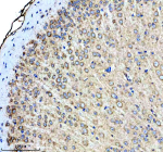 Immunohistochemical staining of PTN/Pleiotrophin using anti-Pleiotrophin antibody. Pleiotrophin was detected in a paraffin-embedded section of mouse brain tissue. Heat mediated antigen retrieval was performed in EDTA buffer (pH 8.0, epitope retrieval solution). The tissue section was blocked with 10% goat serum. The tissue section was then incubated with 1:50 rabbit anti-Pleiotrophin antibody overnight at 4oC. Peroxidase Conjugated Goat Anti-rabbit IgG was used as secondary antibody and incubated for 30 minutes at 37oC. The tissue section was developed using an HRP secondary and DAB substrate.