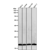 All lanes use the Pleiotrophin antibody at 1:5K dilution for 1 hour at room temperature. Predicted molecular weight ~19 kDa.