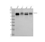 Western blot analysis of TGOLN2 using anti-TGOLN2 antibody. Electrophoresis was performed on a 10% SDS-PAGE gel at 80V (Stacking gel) / 120V (Resolving gel) for 2 hours. Lane 1: human HepG2 whole cell lysates, Lane 2: human U251 whole cell lysates, Lane 3: human SIHA whole cell lysates, Lane 4: human whole cell lysates. After electrophoresis, proteins were transferred to a nitrocellulose membrane at 150 mA for 50-90 minutes. Blocked the membrane with 5% non-fat milk/TBS for 1.5 hour at RT. The membrane was incubated with rabbit anti-TGOLN2 antibody at 0.5 ug/ml overnight at 4oC, then washed with TBS-0.1%Tween 3 times with 5 minutes each and probed with a goat anti-rabbit IgG-HRP secondary antibody at a dilution of 1:5000 for 1.5 hour at RT. The signal was developed using an ECL Plus Western Blotting Substrate. TGOLN2 (~54-58 kDa predicted) was detected as a broad doublet around 90-100 kDa, consistent with heterogeneous N- and O-linked glycosylation. A weaker band at ~70 kDa likely represents a C-terminally truncated or partially glycosylated fragment, as described previously.