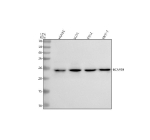 Western blot analysis of BCAP29 using anti-BCAP29 antibody. Lane 1: human HUVEC whole cell lysates, Lane 2: human U251 whole cell lysates, Lane 3: human K562 whole cell lysates, Lane 4: human MCF-7 whole cell lysates. After electrophoresis, proteins were transferred to a nitrocellulose membrane at 150 mA for 50-90 minutes. Blocked the membrane with 5% non-fat milk/TBS for 1.5 hour at RT. The membrane was incubated with rabbit anti-BCAP29 antibody at 0.5 ug/ml overnight at 4oC, then washed with TBS-0.1%Tween 3 times with 5 minutes each and probed with a goat anti-rabbit IgG-HRP secondary antibody at a dilution of 1:5000 for 1.5 hour at RT. The signal was developed using enhanced chemiluminescent. BCAP29 (~29 kDa predicted) was detected at ~24-25 kDa, consistent with its reported anomalous migration due to hydrophobic transmembrane structure and limited SDS binding.