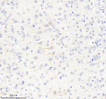 Immunohistochemical staining of BCAP29 using anti-BCAP29 antibody. BCAP29 was detected in a paraffin-embedded section of mouse brain tissue. Heat mediated antigen retrieval was performed in EDTA buffer (pH 8.0, epitope retrieval solution). The tissue section was blocked with 10% goat serum. The tissue section was then incubated with 2 ug/ml rabbit anti-BCAP29 antibody overnight at 4oC. Peroxidase Conjugated Goat Anti-rabbit IgG was used as secondary antibody and incubated for 30 minutes at 37oC. The tissue section was developed using an HRP secondary and DAB substrate.