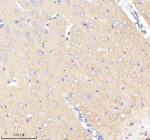 Immunohistochemical staining of BCAP29 using anti-BCAP29 antibody. BCAP29 was detected in a paraffin-embedded section of rat brain tissue. Heat mediated antigen retrieval was performed in EDTA buffer (pH 8.0, epitope retrieval solution). The tissue section was blocked with 10% goat serum. The tissue section was then incubated with 2 ug/ml rabbit anti-BCAP29 antibody overnight at 4oC. Peroxidase Conjugated Goat Anti-rabbit IgG was used as secondary antibody and incubated for 30 minutes at 37oC. The tissue section was developed using an HRP secondary and DAB substrate.
