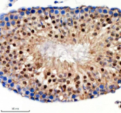 Immunohistochemical staining of NUP50 using anti-NUP50 antibody. NUP50 was detected in a paraffin-embedded section of rat testis tissue. Heat mediated antigen retrieval was performed in EDTA buffer (pH 8.0, epitope retrieval solution). The tissue section was blocked with 10% goat serum. The tissue section was then incubated with 2 ug/ml rabbit anti-NUP50 antibody overnight at 4oC. Peroxidase Conjugated Goat Anti-rabbit IgG was used as secondary antibody and incubated for 30 minutes at 37oC. The tissue section was developed using an HRP secondary and DAB substrate.