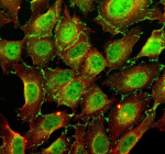 Immunofluorescent staining of NUP50 using anti-NUP50 antibody (green) and anti-Beta Tubulin antibody (red). NUP50 was detected in an immunocytochemical section of U2OS cells. Enzyme antigen retrieval was performed using IHC enzyme antigen retrieval reagent for 15 mins. The cells were blocked with 10% goat serum. And then incubated with 5 ug/ml rabbit anti-NUP50 antibody and mouse anti-Beta Tubulin antibody overnight at 4oC. DyLight 488 Conjugated Goat Anti-Rabbit IgG and Cy3 Conjugated Goat Anti-Mouse IgG were used as secondary antibody at 1:500 dilution and incubated for 30 minutes at 37oC. Visualize using a fluorescence microscope and filter sets appropriate for the label used.
