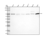 Western blot analysis of NFIA using anti-NFIA antibody. Lane 1: human whole cell lysates, Lane 2: human Hela whole cell lysates, Lane 3: human Jurkat whole cell lysates, Lane 4: human MCF-7 whole cell lysates, Lane 5: rat RH35 whole cell lysates, Lane 6: mouse L929 whole cell lysates. After electrophoresis, proteins were transferred to a nitrocellulose membrane at 150 mA for 50-90 minutes. Blocked the membrane with 5% non-fat milk/TBS for 1.5 hour at RT. The membrane was incubated with rabbit anti-NFIA antibody at 0.5 ug/ml overnight at 4oC, then washed with TBS-0.1%Tween 3 times with 5 minutes each and probed with a goat anti-rabbit IgG-HRP secondary antibody at a dilution of 1:5000 for 1.5 hour at RT. The signal was developed using enhanced chemiluminescent. NFIA (~55 kDa predicted) was detected at ~70 kDa, consistent with phosphorylation- and acetylation-dependent mobility shifts reported for the active nuclear form of this transcription factor.