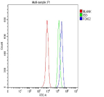 Flow Cytometry analysis of Hela cells using anti-FOXC2 antibody. Overlay histogram showing Hela cells stained with (Blue line). To facilitate intracellular staining, cells were fixed with 4% paraformaldehyde and permeabilized with permeabilization buffer. The cells were blocked with 10% normal goat serum. And then incubated with rabbit anti-FOXC2 antibody (1 ug/million cells) for 30 min at 20oC. DyLight 488 conjugated goat anti-rabbit IgG (5-10 ug/million cells) was used as secondary antibody for 30 minutes at 20oC. Isotype control antibody (Green line) was rabbit IgG (1 ug/million cells) used under the same conditions. Unlabelled sample without incubation with primary antibody and secondary antibody (Red line) was used as a blank control.