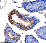 Immunohistochemical staining of RALGAPB using anti-RALGAPB antibody. RALGAPB was detected in a paraffin-embedded section of mouse testis tissue. Heat mediated antigen retrieval was performed in EDTA buffer (pH 8.0, epitope retrieval solution). The tissue section was blocked with 10% goat serum. The tissue section was then incubated with 2 ug/ml rabbit anti-RALGAPB antibody overnight at 4oC. Peroxidase Conjugated Goat Anti-rabbit IgG was used as secondary antibody and incubated for 30 minutes at 37oC. The tissue section was developed using an HRP secondary and DAB substrate.