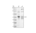 Western blot analysis of TRIM11 using anti-TRIM11 antibody. Electrophoresis was performed on a 10% SDS-PAGE gel at 80V (Stacking gel) / 120V (Resolving gel) for 2 hours. Lane 1: human 293T whole cell lysates, Lane 2: human Hela whole cell lysates. After electrophoresis, proteins were transferred to a nitrocellulose membrane at 150 mA for 50-90 minutes. Blocked the membrane with 5% non-fat milk/TBS for 1.5 hour at RT. The membrane was incubated with rabbit anti-TRIM11 antibody at 0.5 ug/ml overnight at 4oC, then washed with TBS-0.1%Tween 3 times with 5 minutes each and probed with a goat anti-rabbit IgG-HRP secondary antibody at a dilution of 1:5000 for 1.5 hour at RT. The signal was developed using an ECL Plus Western Blotting Substrate. TRIM11 (~52 kDa predicted) was detected primarily at ~50-55 kDa across samples. Additional bands (observed at ~60-70 kDa in some lanes) likely reflect TRIM11 splice variants or post-translationally modified forms.
