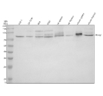 Western blot analysis of MPEG1 using anti-MPEG1 antibody. Electrophoresis was performed on a 10% SDS-PAGE gel at 80V (Stacking gel) / 120V (Resolving gel) for 2 hours. Lane 1: human THP-1 whole cell lysates, Lane 2: human SH-SY5Y whole cell lysates, Lane 3: human RT4 whole cell lysates, Lane 4: human K562 whole cell lysates, Lane 5: rat spleen tissue lysates, Lane 6: rat thymus tissue lysates, Lane 7: mouse spleen tissue lysates, Lane 8: mouse thymus tissue lysates. After electrophoresis, proteins were transferred to a nitrocellulose membrane at 150 mA for 50-90 minutes. Blocked the membrane with 5% non-fat milk/TBS for 1.5 hour at RT. The membrane was incubated with rabbit anti-MPEG1 antibody at 0.5 ug/ml overnight at 4oC, then washed with TBS-0.1%Tween 3 times with 5 minutes each and probed with a goat anti-rabbit IgG-HRP secondary antibody at a dilution of 1:5000 for 1.5 hour at RT. The signal was developed using an ECL Plus Western Blotting Substrate. The expected molecular weight of MPEG1 is ~79 kDa, but the glycosylated form of the protein may be observed at higher molecular weights.