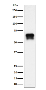 Western blot analysis of PCTAIRE1/CDK16 expression in BxPC-3 cell lysate using CDK16 antibody. CDK16 (~56 kDa predicted) was detected as a doublet migrating at ~65â70 kDa, consistent with phosphorylation-dependent mobility shifts previously described for PCTAIRE1. The upper band likely represents a hyperphosphorylated form of CDK16.