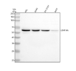 Western blot analysis of LSM14A using anti-LSM14A antibody. Lane 1: human HEL whole cell lysates, Lane 2: human whole cell lysates, Lane 3: human SH-SY5Y whole cell lysates, Lane 4: human whole cell lysates. After electrophoresis, proteins were transferred to a nitrocellulose membrane at 150 mA for 50-90 minutes. Blocked the membrane with 5% non-fat milk/TBS for 1.5 hour at RT. The membrane was incubated with rabbit anti-LSM14A antibody at 0.5 ug/ml overnight at 4oC, then washed with TBS-0.1%Tween 3 times with 5 minutes each and probed with a goat anti-rabbit IgG-HRP secondary antibody at a dilution of 1:5000 for 1.5 hour at RT. The signal was developed using enhanced chemiluminescent. The expected molecular weight of LSM14A is ~51 kDa.