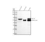 Immunoprecipitation of LSM14A in whole cell lysate. Western blot analysis of LSM14A using anti-LSM14A antibody. Lane 1: whole cell lysates (30ug) Lane 2: Rabbit control IgG instead of anti-LSM14A antibody in whole cell lysate. Lane 3: anti-LSM14A antibody (2ug) + whole cell lysate (500ug) After electrophoresis, proteins were transferred to a membrane. Then the membrane was incubated with rabbit anti-LSM14A antibody at a dilution of 0.5 ug/ml and probed with a goat anti-rabbit IgG-HRP secondary antibody. The signal is developed using ECL Plus Western Blotting Substrate. The expected molecular weight of LSM14A is ~51 kDa.