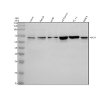Western blot analysis of RBCK1 using anti-RBCK1 antibody. Electrophoresis was performed on a 10% SDS-PAGE gel at 80V (Stacking gel) / 120V (Resolving gel) for 2 hours. Lane 1: human Jurkat whole cell lysates, Lane 2: human HepG2 whole cell lysates, Lane 3: human whole cell lysates, Lane 4: rat thymus tissue lysates, Lane 5: rat PC-12 whole cell lysates, Lane 6: mouse RenCa whole cell lysates. After electrophoresis, proteins were transferred to a nitrocellulose membrane at 150 mA for 50-90 minutes. Blocked the membrane with 5% non-fat milk/TBS for 1.5 hour at RT. The membrane was incubated with rabbit anti-RBCK1 antibody at 0.5 ug/ml overnight at 4oC, then washed with TBS-0.1%Tween 3 times with 5 minutes each and probed with a goat anti-rabbit IgG-HRP secondary antibody at a dilution of 1:5000 for 1.5 hour at RT. The signal was developed using an ECL Plus Western Blotting Substrate. The expected molecular weight of RBCK1 is ~58 kDa.