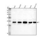 Western blot analysis of NIP7 using anti-NIP7 antibody. Lane 1: human Hela whole cell lysates, Lane 2: human HepG2 whole cell lysates, Lane 3: human 293T whole cell lysates, Lane 4: human SIHA whole cell lysates, Lane 5: mouse NIH/3T3 whole cell lysates. After electrophoresis, proteins were transferred to a nitrocellulose membrane at 150 mA for 50-90 minutes. Blocked the membrane with 5% non-fat milk/TBS for 1.5 hour at RT. The membrane was incubated with rabbit anti-NIP7 antibody at 0.5 ug/ml overnight at 4oC, then washed with TBS-0.1%Tween 3 times with 5 minutes each and probed with a goat anti-rabbit IgG-HRP secondary antibody at a dilution of 1:5000 for 1.5 hour at RT. The signal was developed using enhanced chemiluminescent. The expected molecular weight of NIP7 is ~20 kDa.
