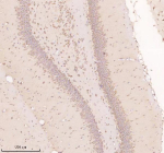 Immunohistochemical staining of Neuronatin using anti-Neuronatin antibody. Neuronatin was detected in a paraffin-embedded section of rat brain tissue. Heat mediated antigen retrieval was performed in EDTA buffer (pH 8.0, epitope retrieval solution). The tissue section was blocked with 10% goat serum. The tissue section was then incubated with 2 ug/ml rabbit anti-Neuronatin antibody overnight at 4oC. Peroxidase Conjugated Goat Anti-rabbit IgG was used as secondary antibody and incubated for 30 minutes at 37oC. The tissue section was developed using an HRP secondary and DAB substrate.