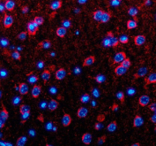Immunofluorescent staining of Neuronatin using anti-Neuronatin antibody. Neuronatin was detected in a paraffin-embedded section of mouse brain tissue. Heat mediated antigen retrieval was performed in EDTA buffer (pH 8.0, epitope retrieval solution). The tissue section was blocked with 10% goat serum. The tissue section was then incubated with 5 ug/ml rabbit anti-Neuronatin antibody overnight at 4oC. Cy3 Conjugated Goat Anti-Rabbit IgG was used as secondary antibody at 1:500 dilution and incubated for 30 minutes at 37oC. The section was counterstained with DAPI nuclear stain (blue). Visualize using a fluorescence microscope and filter sets appropriate for the label used.