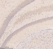 Immunohistochemical staining of Neuronatin using anti-Neuronatin antibody. Neuronatin was detected in a paraffin-embedded section of mouse brain tissue. Heat mediated antigen retrieval was performed in EDTA buffer (pH 8.0, epitope retrieval solution). The tissue section was blocked with 10% goat serum. The tissue section was then incubated with 2 ug/ml rabbit anti-Neuronatin antibody overnight at 4oC. Peroxidase Conjugated Goat Anti-rabbit IgG was used as secondary antibody and incubated for 30 minutes at 37oC. The tissue section was developed using an HRP secondary and DAB substrate.