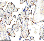 Immunohistochemical staining of HAPLN1 using anti-HAPLN1 antibody. HAPLN1 was detected in a paraffin-embedded section of human placenta tissue. Heat mediated antigen retrieval was performed in EDTA buffer (pH 8.0, epitope retrieval solution). The tissue section was blocked with 10% goat serum. The tissue section was then incubated with 2 ug/ml rabbit anti-HAPLN1 antibody overnight at 4oC. Peroxidase Conjugated Goat Anti-rabbit IgG was used as secondary antibody and incubated for 30 minutes at 37oC. The tissue section was developed using an HRP secondary and DAB substrate.