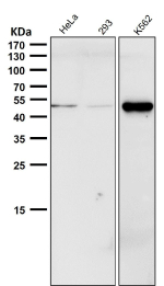 All lanes use the Phospho-Chk1 (Ser280) antibody at 1:1K dilution for 1 hour at room temperature.