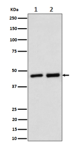 Western blot analysis of Annexin 7 expression in (1) human Jurkat cell lysate; (2) rat kidney lysate using Annexin A7 antibody. Predicted molecular weight: 50-53 kDa (two isoforms).