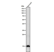 All lanes use the Histone H3 (di-methyl K79) antibody at 1:2K dilution for 1 hour at room temperature. Predicted molecular weight ~15 kDa.