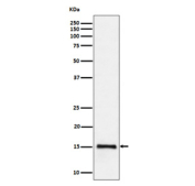 Western blot analysis of Histone H3 (di methyl K79) expression in human HeLa cell lysate using Histone H3 (di-methyl K79) antibody. Predicted molecular weight ~15 kDa.