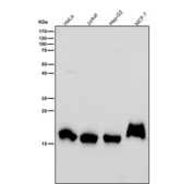 All lanes use the Histone H3 (di-methyl K79) antibody at 1:2K dilution for 1 hour at room temperature. Predicted molecular weight ~15 kDa.