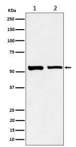 Western blot analysis of SNX4 expression in (1) human A431 cell lysate; (2) mouse RAW264.7 cell lysate. Predicted molecular weight ~52 kDa.