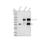 Immunoprecipitating SCD1 in whole cell lysate. Western blot analysis of SCD1 using anti-SCD antibody. Lane 1: whole cell lysates (30ug) Lane 2: Rabbit control IgG instead of anti-SCD antibody in whole cell lysate. Lane 3: anti-SCD1 antibody (2ug) + whole cell lysate (500ug) After electrophoresis, proteins were transferred to a membrane. Then the membrane was incubated with rabbit anti-SCD1 antibody at a dilution of 0.5 ug/ml and probed with a goat anti-rabbit IgG-HRP secondary antibody. The signal is developed using ECL Plus Western Blotting Substrate. SCD1 (~41 kDa predicted) was detected as a 36â38 kDa doublet, consistent with the known anomalous migration and phosphorylation-dependent mobility of this endoplasmic reticulum membrane enzyme.