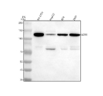 Western blot analysis of LGR5 using anti-LGR5 antibody. Lane 1: human SH-SY5Y whole cell lysates, Lane 2: human HepG2 whole cell lysates, Lane 3: human RT4 whole cell lysates, Lane 4: human 293T whole cell lysates. After electrophoresis, proteins were transferred to a nitrocellulose membrane at 150 mA for 50-90 minutes. Blocked the membrane with 5% non-fat milk/TBS for 1.5 hour at RT. The membrane was incubated with rabbit anti-LGR5 antibody at 0.5 ug/ml overnight at 4oC, then washed with TBS-0.1%Tween 3 times with 5 minutes each and probed with a goat anti-rabbit IgG-HRP secondary antibody at a dilution of 1:5000 for 1.5 hour at RT. The signal was developed using enhanced chemiluminescent. LGR5 (~100 kDa predicted) was detected at ~130 kDa across multiple lysates, consistent with the known upward shift produced by N-linked glycosylation of the LGR5 ectodomain.