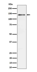 Western blot analysis of Ceruloplasmin expression in rat liver cell lysate using Ceruloplasmin antibody. Predicted molecular weight ~130 kDa.