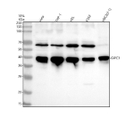 Western blot analysis of GIPC3 using anti-GIPC3 antibody. Lane 1: human Hela whole cell lysates, Lane 2: human THP-1 whole cell lysates, Lane 3: human HEL whole cell lysates, Lane 4: human K562 whole cell lysates, Lane 5: rat H9C2(2-1) whole cell lysates. After electrophoresis, proteins were transferred to a nitrocellulose membrane at 150 mA for 50-90 minutes. Blocked the membrane with 5% non-fat milk/TBS for 1.5 hour at RT. The membrane was incubated with rabbit anti-GIPC3 antibody at 0.5 ug/ml overnight at 4oC, then washed with TBS-0.1%Tween 3 times with 5 minutes each and probed with a goat anti-rabbit IgG-HRP secondary antibody at a dilution of 1:5000 for 1.5 hour at RT. The signal was developed using enhanced chemiluminescent. GIPC3 (~34 kDa predicted) was detected as a dominant band at ~40 kDa and a secondary band at ~65 kDa, consistent with the known upward migration and partial dimerization behavior of GIPC family PDZ proteins.