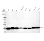 Western blot analysis of BCAP31 using anti-BCAP31 antibody. Lane 1: human 293T whole cell lysates, Lane 2: human whole cell lysates, Lane 3: human Hela whole cell lysates, Lane 4: human placenta tissue lysates, Lane 5: rat liver tissue lysates, Lane 6: rat PC-12 whole cell lysates, Lane 7: mouse liver tissue lysates, Lane 8: mouse NIH/3T3 whole cell lysates. After electrophoresis, proteins were transferred to a nitrocellulose membrane at 150 mA for 50-90 minutes. Blocked the membrane with 5% non-fat milk/TBS for 1.5 hour at RT. The membrane was incubated with rabbit anti-BCAP31 antibody at 0.5 ug/ml overnight at 4oC, then washed with TBS-0.1%Tween 3 times with 5 minutes each and probed with a goat anti-rabbit IgG-HRP secondary antibody at a dilution of 1:5000 for 1.5 hour at RT. The signal was developed using enhanced chemiluminescent. A specific band was detected for BCAP31 at approximately 28 kDa. The expected molecular weight of BCAP31 is ~28 kDa.