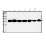 Western blot analysis of GH1 using anti-GH1 antibody. Lane 1: human HEL whole cell lysates, Lane 2: human 293T whole cell lysates, Lane 3: rat C6 whole cell lysates, Lane 4: rat PC-12 whole cell lysates, Lane 5: mouse NIH/3T3 whole cell lysates, Lane 6: mouse RAW264.7 whole cell lysates, Lane 7: mouse 3T3-L1 whole cell lysates. After electrophoresis, proteins were transferred to a nitrocellulose membrane at 150 mA for 50-90 minutes. Blocked the membrane with 5% non-fat milk/TBS for 1.5 hour at RT. The membrane was incubated with rabbit anti-GH1 antibody at 0.5 ug/ml overnight at 4oC, then washed with TBS-0.1%Tween 3 times with 5 minutes each and probed with a goat anti-rabbit IgG-HRP secondary antibody at a dilution of 1:5000 for 1.5 hour at RT. The signal was developed using enhanced chemiluminescent. The expected molecular weight of GH1 is 22-25 kDa.