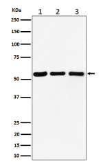 Western blot analysis of PRPF4 expression in (1) human Raji cell lysate; (2) mouse RAW264.7 cell lysate; (3) rat C6 cell lysate. Predicted molecular weight ~58 kDa.