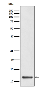 Western blot analysis of TCTEX1 expression in human HeLa cell lysate. Predicted molecular weight ~12 kDa.