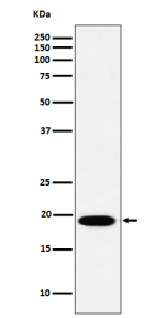 Western blot analysis of MSRB3 expression in HeLa cell lysate. Predicted molecular weight ~21 kDa.