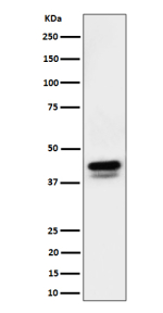 Western blot analysis of Phospho-c-Jun (S73)+JunD (S100) expression in mouse RAW 264.7 cell lysate using Phospho-c-Jun/JunD (Ser73/Ser100) antibody. Phospho-c-Jun/JunD (Ser73/Ser100) was detected in RAW264.7 lysate as a ~38-45 kDa doublet, consistent with JNK/MAPK-dependent multi-site phosphorylation of c-Jun and JunD that produces reduced-mobility bands on SDS-PAGE.