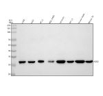 Western blot analysis of ASCL1 using anti-ASCL1 antibody. Lane 1: human K562 whole cell lysates, Lane 2: human U251 whole cell lysates, Lane 3: human PC-3 whole cell lysates, Lane 4: human NCL-H460 whole cell lysates, Lane 5: rat brain tissue lysates, Lane 6: rat PC-12 whole cell lysates, Lane 7: mouse brain tissue lysates, Lane 8: mouse Neuro-2a whole cell lysates. After electrophoresis, proteins were transferred to a nitrocellulose membrane at 150 mA for 50-90 minutes. Blocked the membrane with 5% non-fat milk/TBS for 1.5 hour at RT. The membrane was incubated with rabbit anti-ASCL1 antibody at 0.5 ug/ml overnight at 4oC, then washed with TBS-0.1%Tween 3 times with 5 minutes each and probed with a goat anti-rabbit IgG-HRP secondary antibody at a dilution of 1:5000 for 1.5 hour at RT. The signal was developed using enhanced chemiluminescent. A single band is detected at ~29â30 kDa, higher than the calculated ~25-26 kDa. The slower migration is consistent with known multisite phosphorylation of ASCL1.