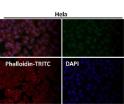 Immunofluorescent analysis using the WDR4 antibody at 1:50 dilution.