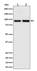 Western blot analysis of CSDE1 expression in (1) 293 cell lysate; (2) mouse brain lysate. Predicted molecular weight ~89 kDa.