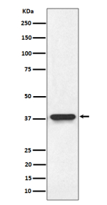 Western blot analysis of NMI expression in HeLa cell lysate using NMI antibody. Predicted molecular weight ~35 kDa.