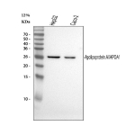 Western blot analysis of APOA1 using anti-APOA1 antibody. Electrophoresis was performed on a 12% SDS-PAGE gel at 80V (Stacking gel) / 120V (Resolving gel) for 2 hours. Lane 1: human HepG2 whole cell lysates, Lane 2: human CACO-2 whole cell lysates. After electrophoresis, proteins were transferred to a nitrocellulose membrane at 150 mA for 50-90 minutes. Blocked the membrane with 5% non-fat milk/TBS for 1.5 hour at RT. The membrane was incubated with mouse anti-APOA1 antibody at 0.5 ug/ml overnight at 4oC, then washed with TBS-0.1%Tween 3 times with 5 minutes each and probed with a goat anti-mouse IgG-HRP secondary antibody at a dilution of 1:5000 for 1.5 hour at RT. The signal is developed using an ECL Plus Western Blotting Substratewith Tanon 5200 system. Western blot probed with anti-APOA1 shows a major band at ~25 kDa, lower than the predicted ~31 kDa, consistent with the known anomalous migration of the amphipathic APOA1 protein on SDS-PAGE.